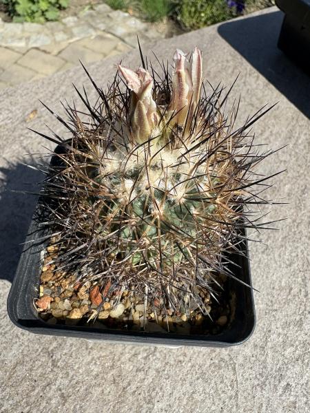 Gymnocactus beguinii ssp. paileanus
